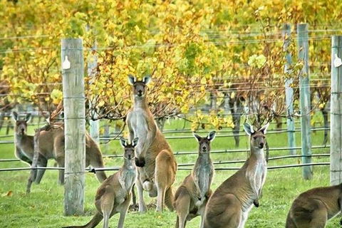 Margaret River Indulge And Discover Day Tour - Holiday Adelaide 0