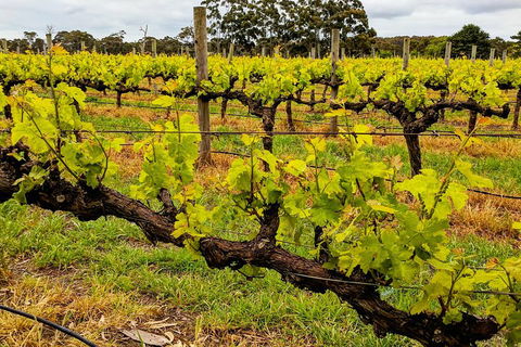 Margaret River Indulge And Discover Day Tour - Holiday Adelaide 5
