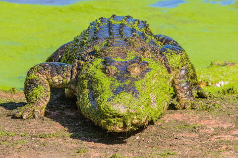 3 In 1 Tour: Matsoâ€™s Brewery, Broome Museum & Malcolm Douglas Crocodile Park - Holiday Adelaide 4