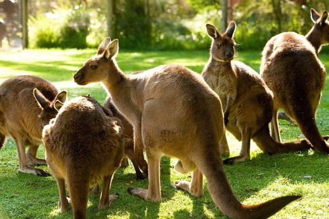 Melbourne City Card (3 Days): Visit Unlimited Attractions! - Holiday Adelaide 4