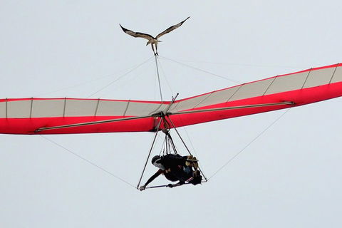 Hang Gliding With HangglideOz - Holiday Adelaide 0
