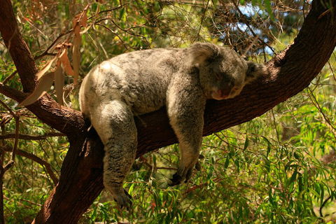 Australian Animals, Seascape And Sunset Photography Tour - Holiday Adelaide 1