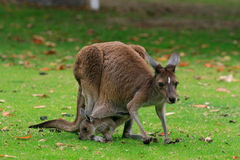 Australian Animals, Seascape And Sunset Photography Tour - Holiday Adelaide 2