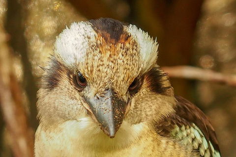 Australian Animals, Seascape And Sunset Photography Tour - Holiday Adelaide 3