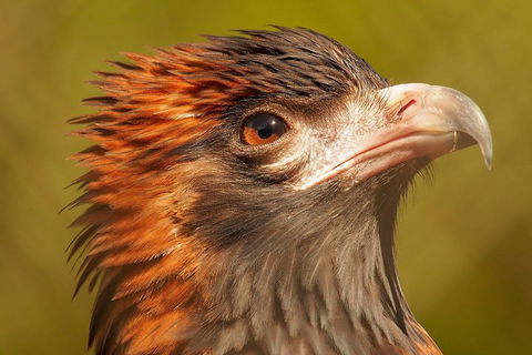 Australian Animals, Seascape And Sunset Photography Tour - Holiday Adelaide 4