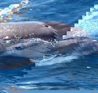 Jervis Bay Dolphin Watch Cruise - Holiday Adelaide