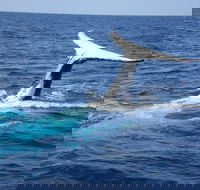 Whale Watching Jervis Bay - Holiday Adelaide