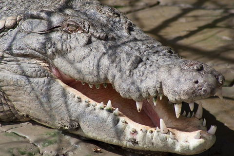 Whitsunday Crocodile Safari Including Lunch - Holiday Adelaide 1