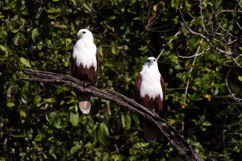 Whitsunday Crocodile Safari Including Lunch - Holiday Adelaide 2