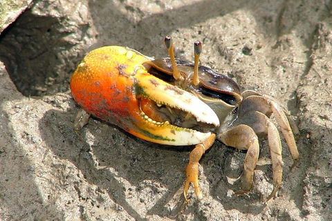 Whitsunday Crocodile Safari Including Lunch - Holiday Adelaide 3