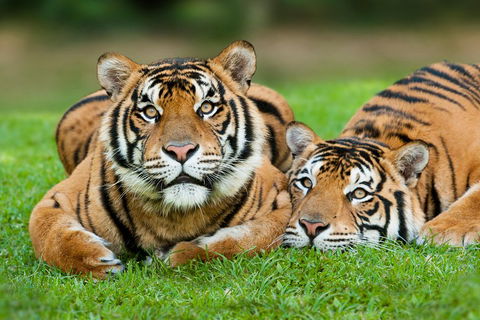 The Ultimate Gold Coast Attractions Pass - Holiday Adelaide 2