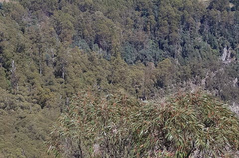 Leven Canyon Day Trip Including Wings Wildlife Park Or Gunns Plains Caves - Holiday Adelaide 4