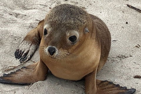 Kangaroo Island Scenic Trail Tour - Holiday Adelaide 0
