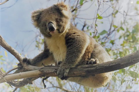 Kangaroo Island Scenic Trail Tour - Holiday Adelaide 2