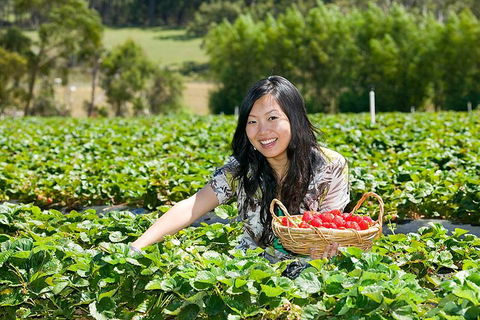 Peninsula Hot Springs Tour With Restaurant Lunch & Gondola Ride - Holiday Adelaide 5