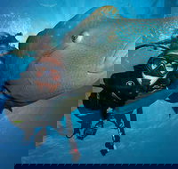 Great Barrier Reef Snorkeling and Diving Cruise from Cairns - Holiday Adelaide