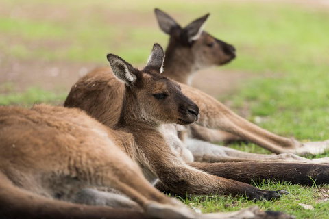 Private Ballarat And Sovereign Hill Tour From Melbourne - Holiday Adelaide 0