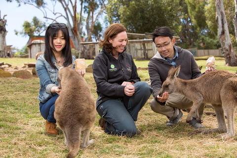 Bonorong Wildlife Park And Richmond Afternoon Tour From Hobart - Holiday Adelaide 1