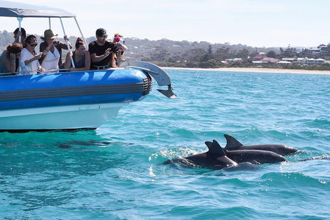 Seal Island Boat Tour From Victor Harbor - Holiday Adelaide 5
