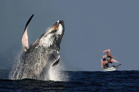Sydney Harbour Tall Ship Whale & Sail - Whale Watching Cruise - Holiday Adelaide 0