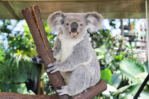 Cairns ZOOM And Wildlife Dome - Holiday Adelaide 0