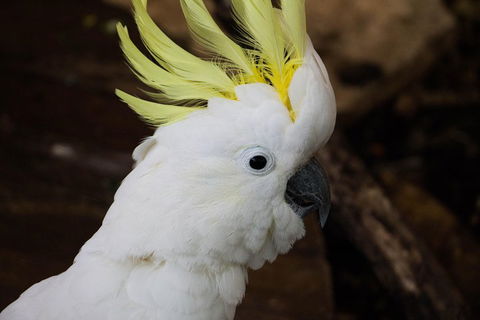 Cairns ZOOM And Wildlife Dome - Holiday Adelaide 2