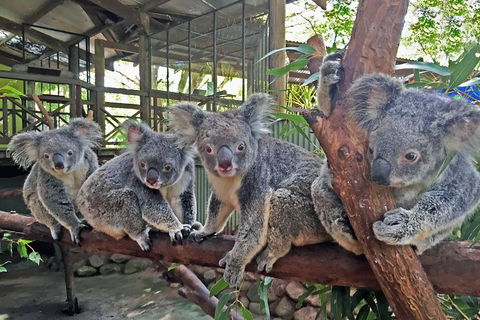 Best Of Kuranda Including Skyrail, Kuranda Scenic Railway And Rainforestation - Holiday Adelaide 4