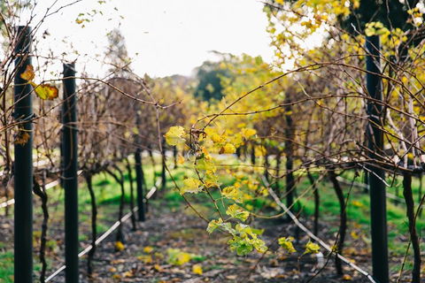 Australian Wine Discovery Tour Ticket - Holiday Adelaide 4