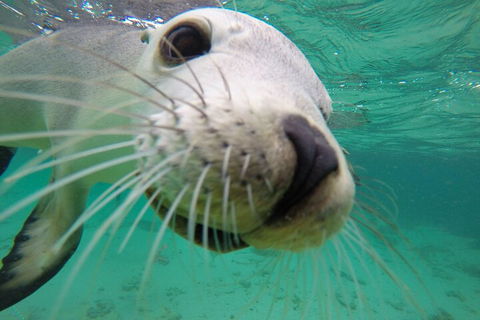 6-Day Eyre Peninsula & Flinders Ranges Adventure Tour - Holiday Adelaide 2