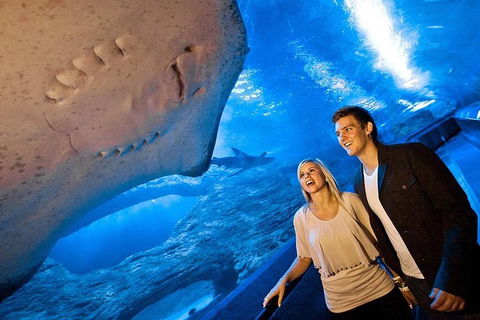 Dive With Sharks At AQWA - Holiday Adelaide 0