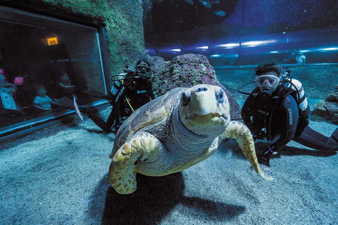 Dive With Sharks At AQWA - Holiday Adelaide 2