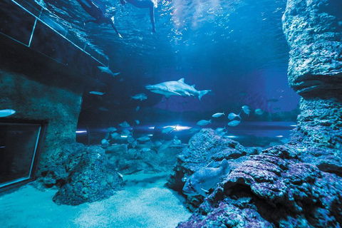 Dive With Sharks At AQWA - Holiday Adelaide 3