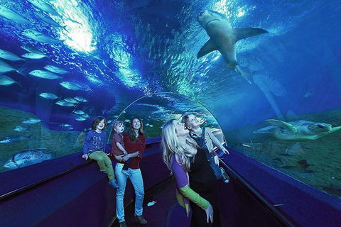 Dive With Sharks At AQWA - Holiday Adelaide 5