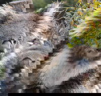 Kuranda Koala Gardens and Birdworld Admission Tickets - Holiday Adelaide