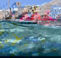 Outer Reef Pontoon Experience from Cairns - Holiday Adelaide