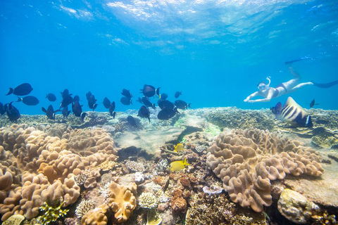 Outer Reef Pontoon Experience From Cairns - Holiday Adelaide 4