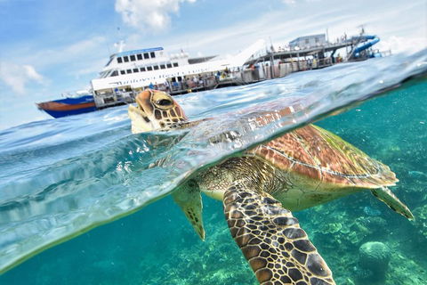 Outer Reef Pontoon Experience From Cairns - Holiday Adelaide 5