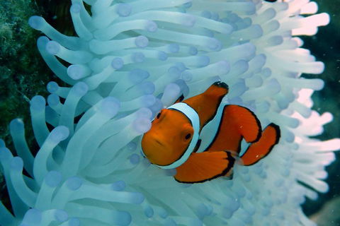 Seastar Luxury Outer Great Barrier Reef Island And Reef Tour From Cairns - Holiday Adelaide 0