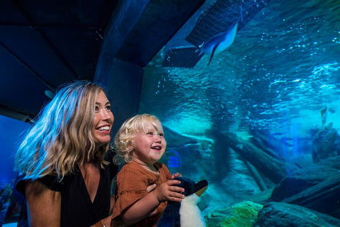 SEA LIFE Sunshine Coast Aquarium Entrance Ticket - Holiday Adelaide 0