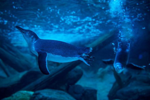 SEA LIFE Sunshine Coast Aquarium Entrance Ticket - Holiday Adelaide 1