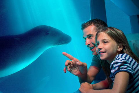SEA LIFE Sunshine Coast Aquarium Entrance Ticket - Holiday Adelaide 2