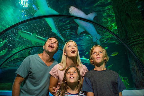 SEA LIFE Sunshine Coast Aquarium Entrance Ticket - Holiday Adelaide 3