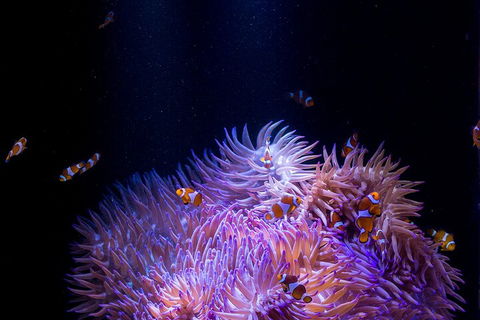 SEA LIFE Sunshine Coast Aquarium Entrance Ticket - Holiday Adelaide 4