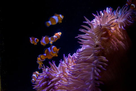SEA LIFE Sunshine Coast Aquarium Entrance Ticket - Holiday Adelaide 5