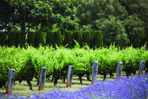 Ultimate Penfolds Magill Estate Experience - Holiday Adelaide 1