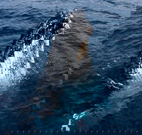 Phillip Island Whale Watching Tour - Holiday Adelaide