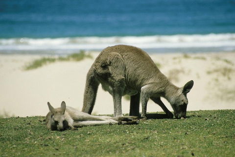 Great Ocean Road Highlights Tour - 2 Days, 1 Night - Holiday Adelaide 2
