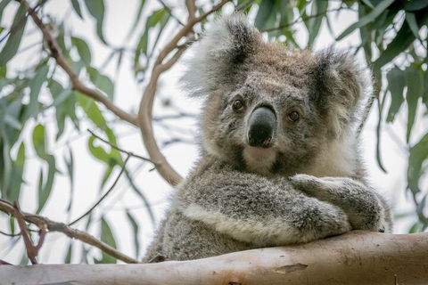 Great Ocean Road & Grampians National Park Tour - 3 Days, 2 Nights - Holiday Adelaide 2