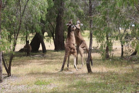 Margaret River Coastal And Wildlife Eco Trip From Busselton Or Dunsborough - Holiday Adelaide 1