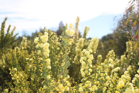 Margaret River Coastal And Wildlife Eco Trip From Busselton Or Dunsborough - Holiday Adelaide 4